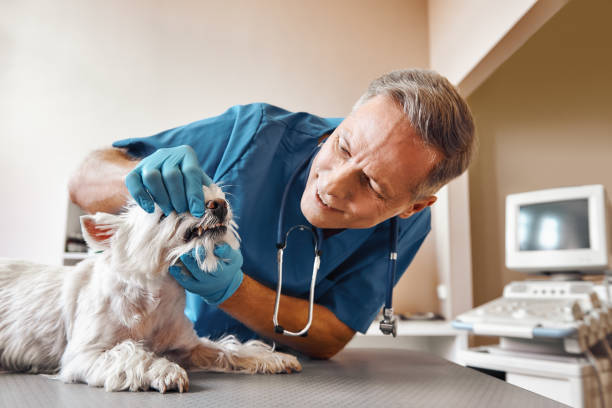 Best Emergency Root Canal Treatment in Brilliant, OH